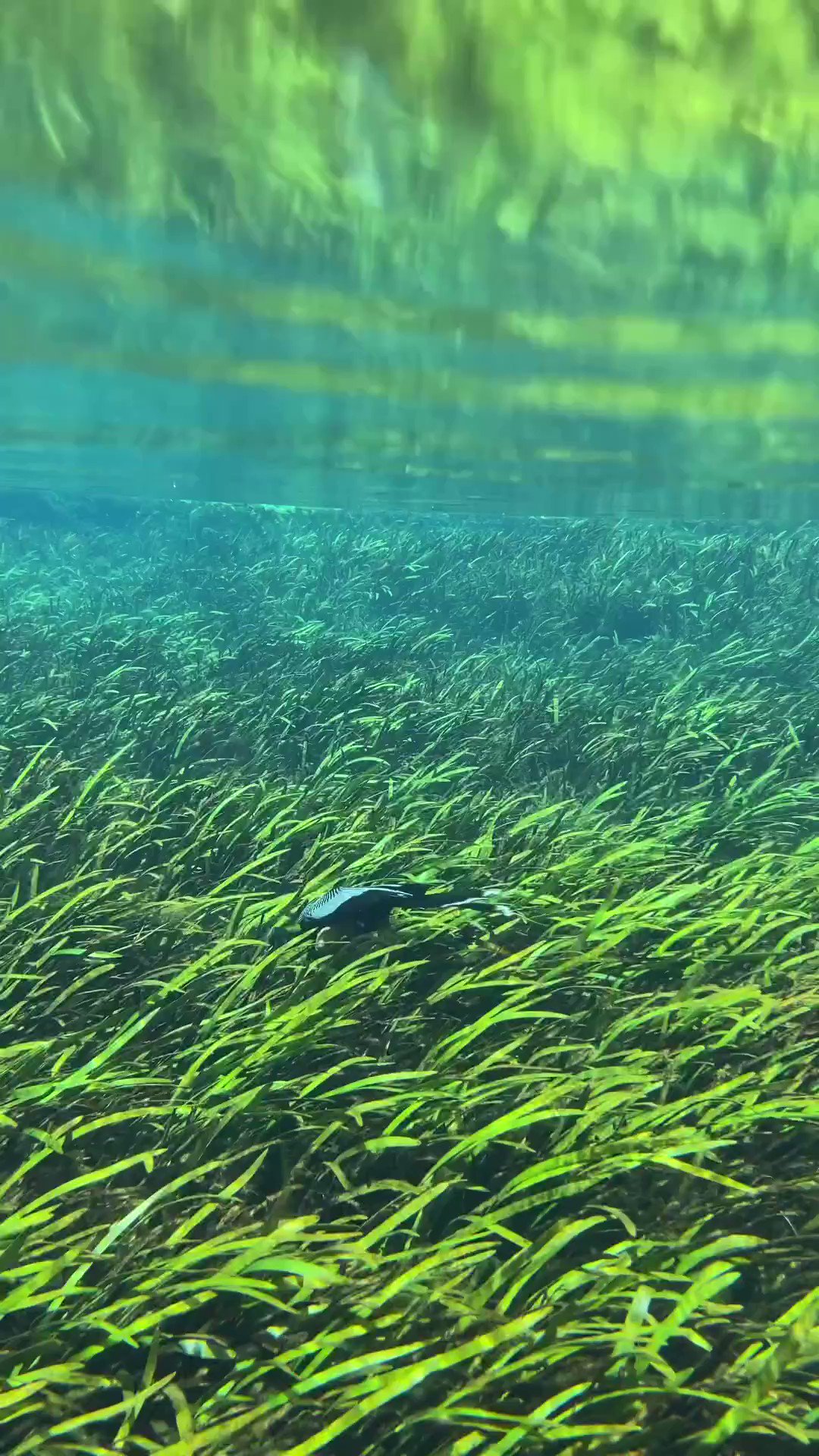 Divers Direct (DiversDirect) / Twitter