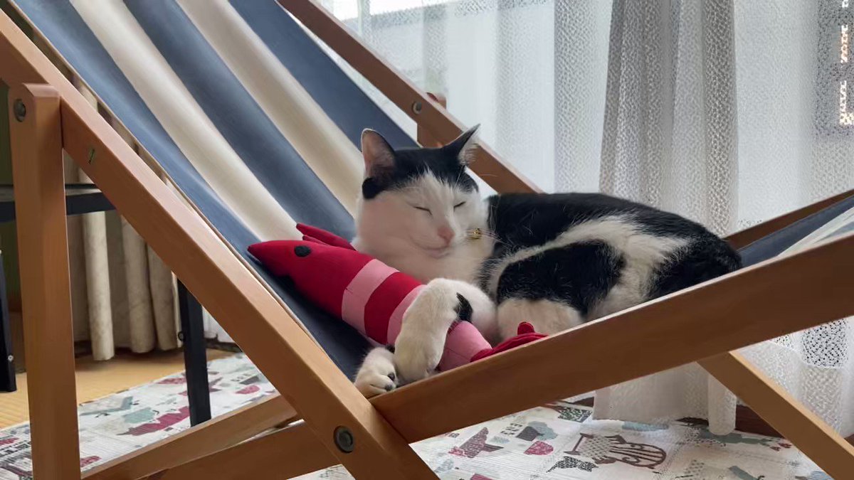 にゃにゃにゃにゃー (@yuni_neko_cat) / Posts / X