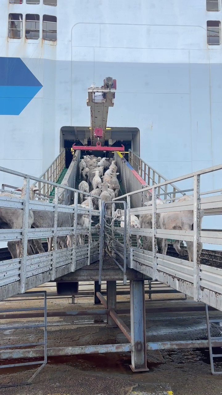 The Livestock Collective on Twitter "A critical shipment 🐑 loading