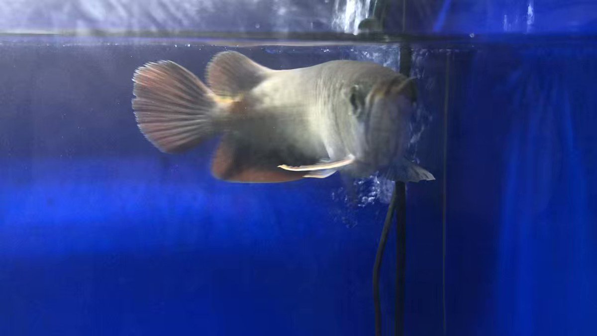 スポッテッドバラムンディ45cm