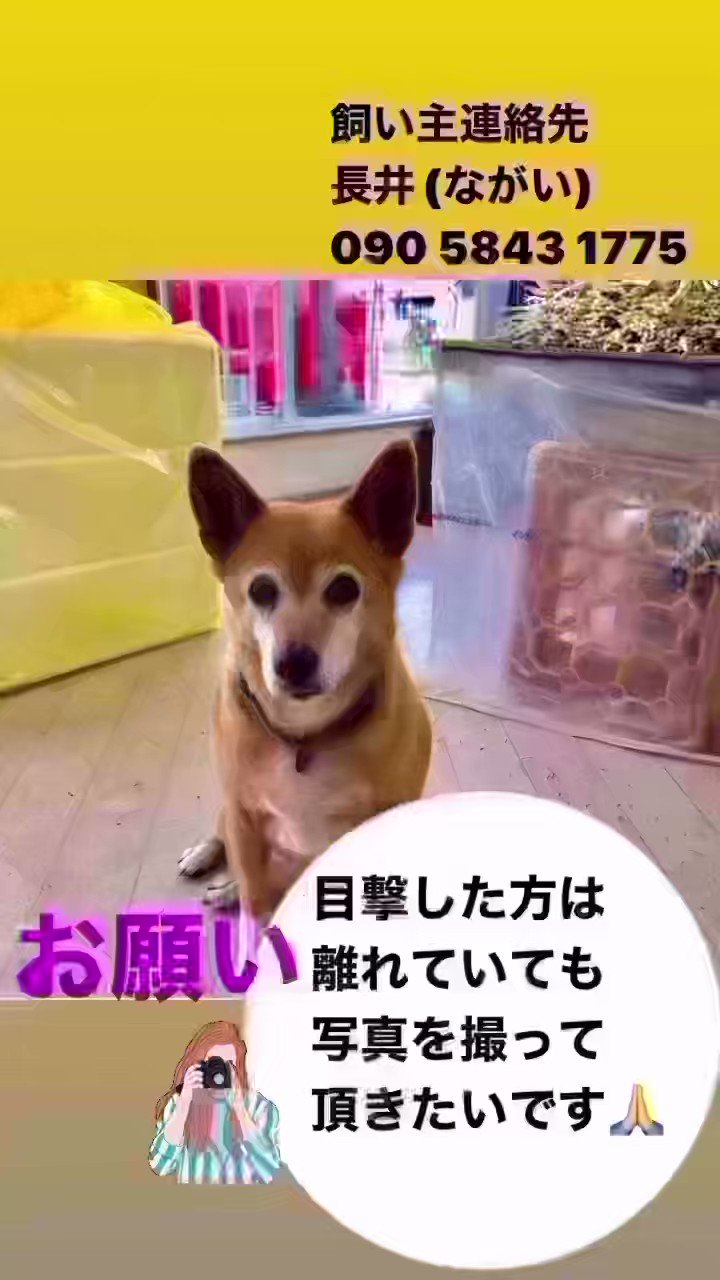 はむはむ❤︎桜 即購入OK!!ページお作り致しました。 はむはむ❤︎桜 即購入OK!!様 リクエスト 3点 まとめ商品