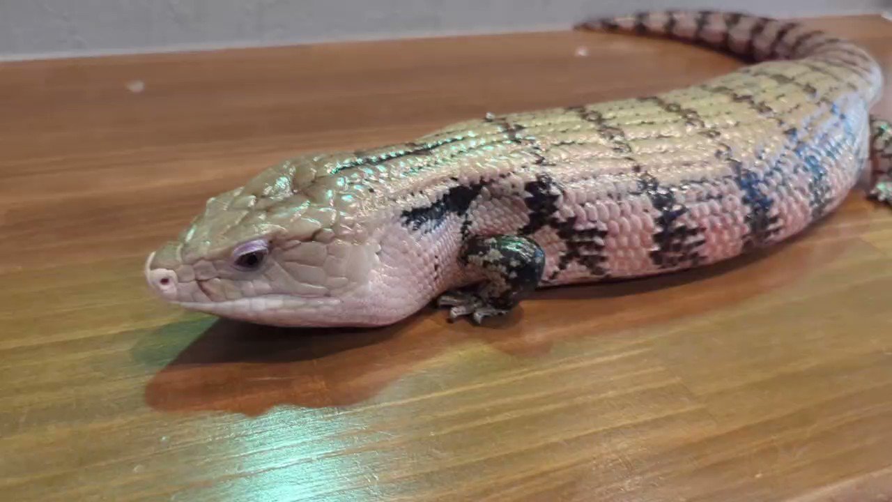 ゆきんこ 爬虫類リクエスト品 PINK REPTILES＠ゲコマ出展 (@nao7o5p) / X