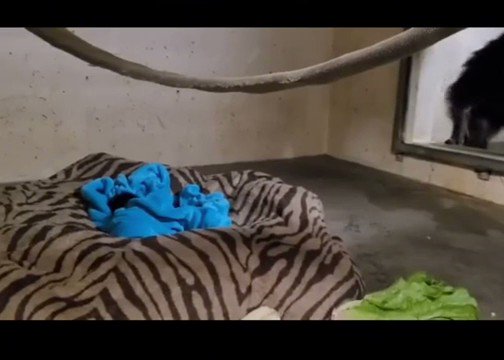 Huge Dub on Twitter: "Mother chimp reunited with baby she thought she