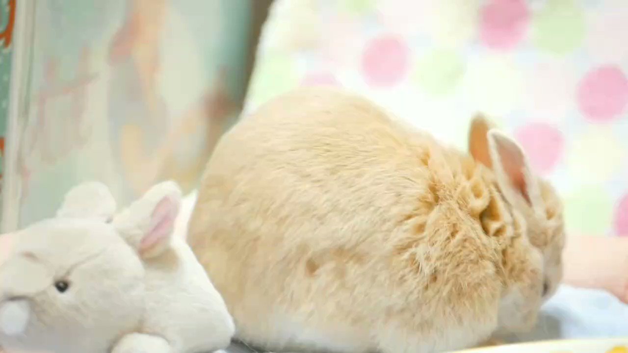 蝶の妖精うさぎ　HINO 蝶の妖精うさぎ HINO（にゃ〜ん？ 日野森雫[WS_PJS⁄S109-037U]）