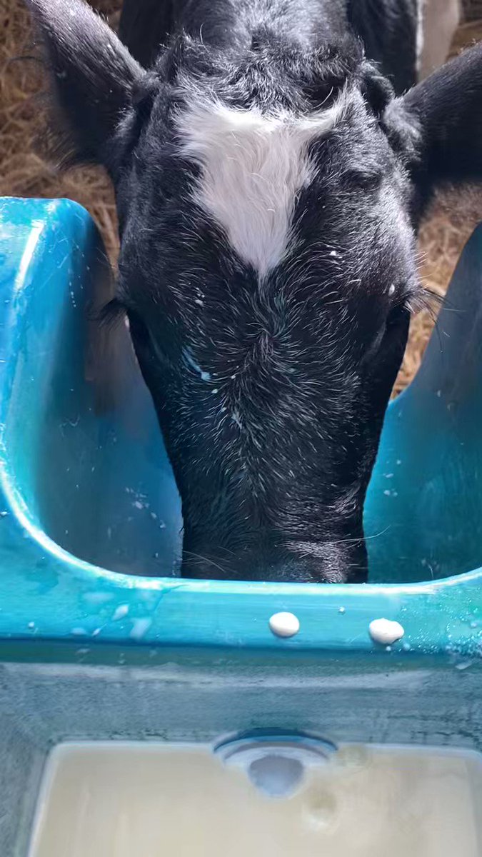 farmers-of-the-uk-on-twitter-4pm-live-calf-feeding-with-head-of