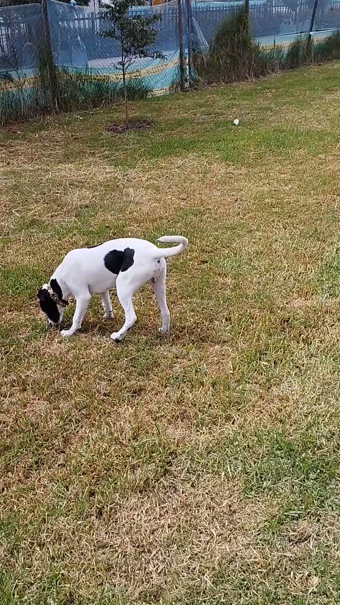 camera here is fucked up for some reason but here's Goya enjoying the grass https://t.co/UQBBF8Syhl