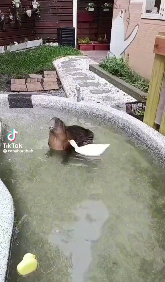 RT @AMAZlNGNATURE: the duck was worried for a second https://t.co/iCHhzdf2IM