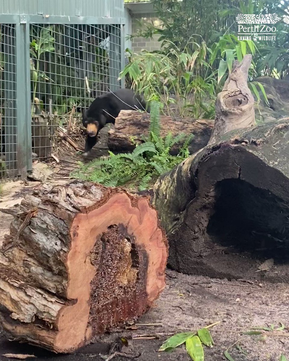 Perth Zoo on Twitter "Happy International Sun Bear Day! 🌞🐻 Here's how