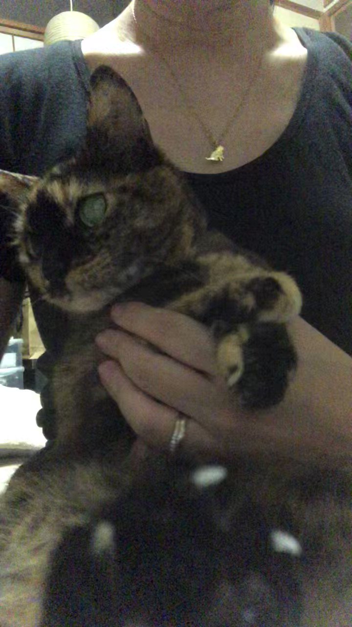 アミンアバスト 猫 犬用 2個セット 61i3T1YZw4L._AC_SY200_QL15_.jpg