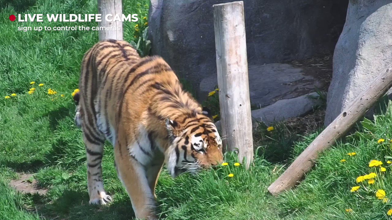 zoolife The world’s online zoo 🌱 on Twitter "Take a lesson from