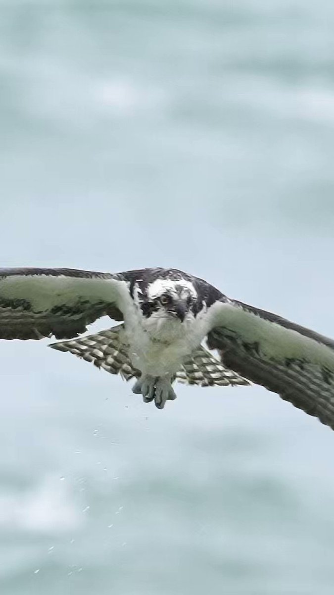 Mark Smith Photography on Twitter "Crazy Osprey shakes off like a wet