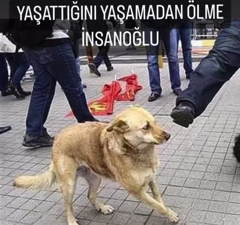 Собаку бьют ногой. Собаку бьют ногой. Собаку бьют ногой. Собака с битой. Собаку бьют ногой.