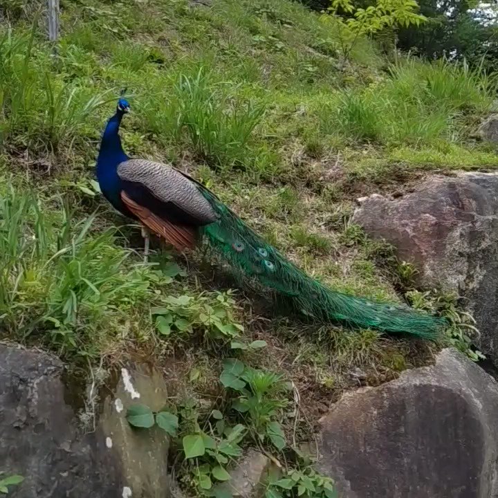南極ペンギン on Twitter