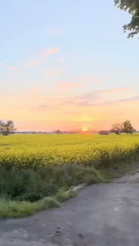 ポーランド南西部イェレニャ・グラJelenia Góra 付近で。 見渡す限りきいろ。 旅行するなら5月〜6月おすすめです💕 東京からノンストップ✈️ ポーランドへ出かけてみませんか?海外旅行もっとポーランド。