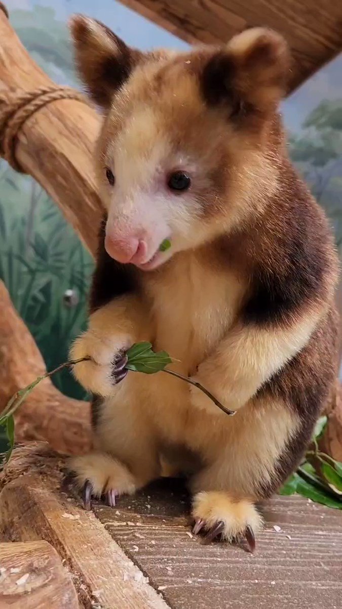 5 27 On Twitter RT RWPZoo Arguably The Cutest 5 27 On Twitter RT RWPZoo Arguably The Cutest