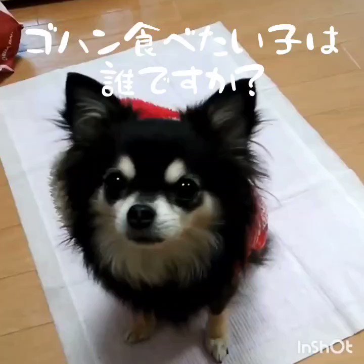 犬まみれ (@19720522Mu) / X 犬まみれ (@19720522Mu) / X
