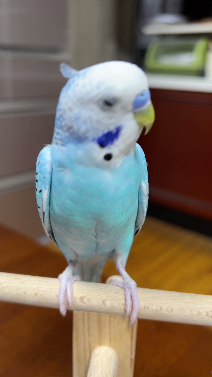 オカメインコちゃん】さま専用 （M様オーダー♡オカメインコと
