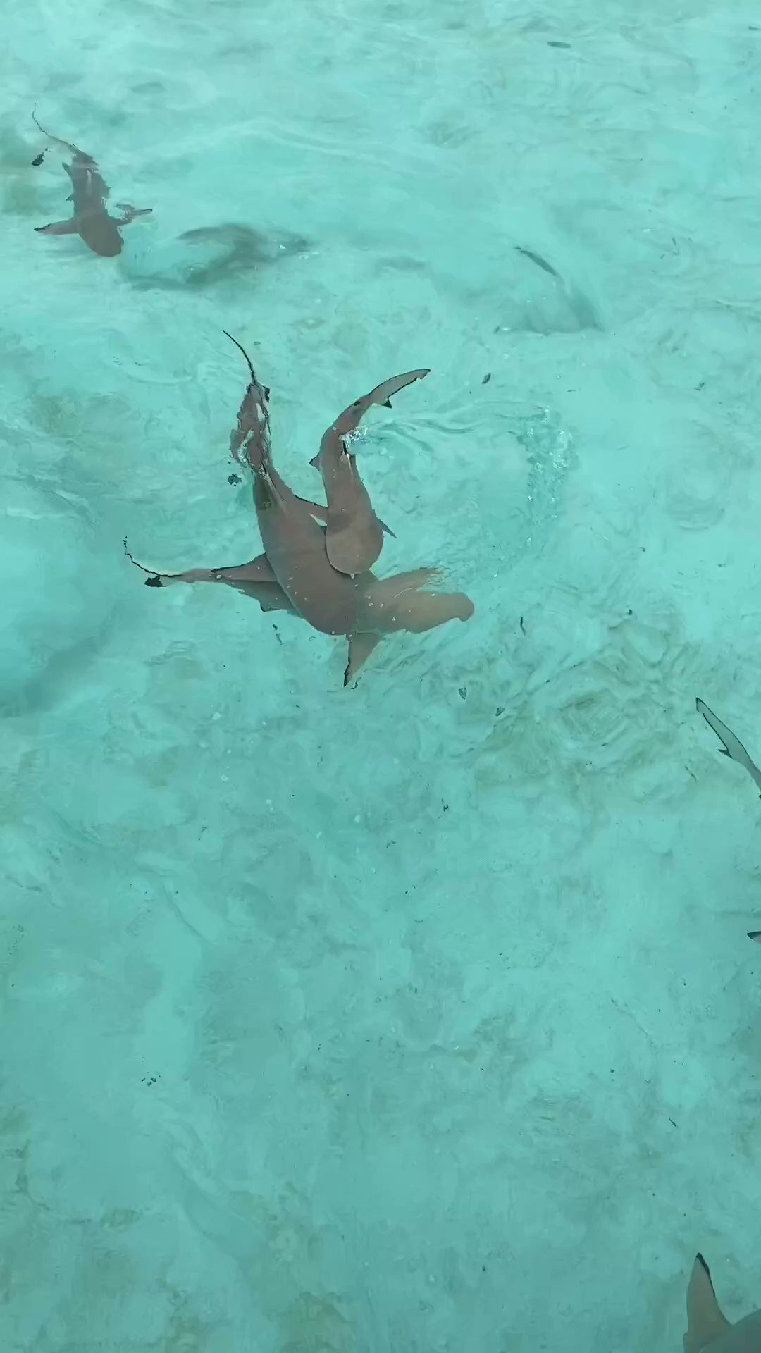 Divers Direct (DiversDirect) / Twitter