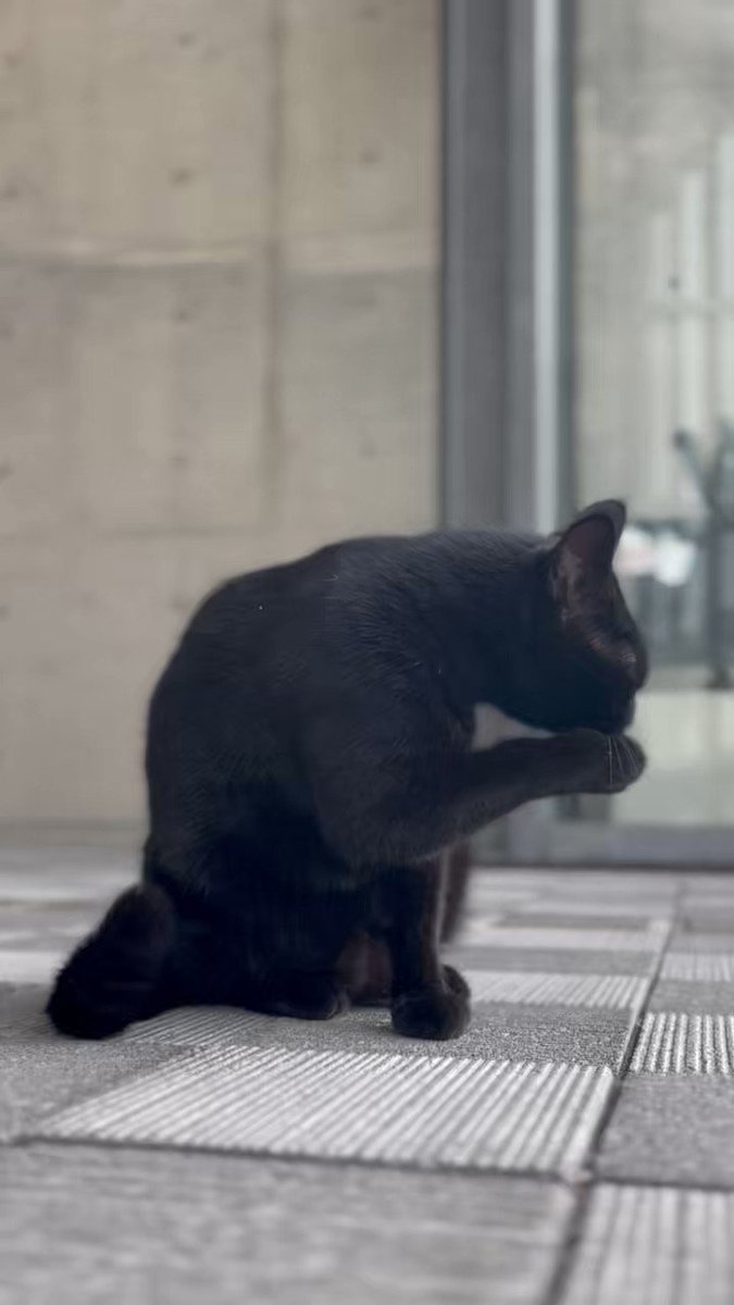 She's almost a kitten, but she's found to be pregnant! When