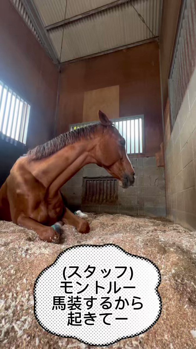 最新モデルが入荷♪ メモリアル馬券 まとめ売り ほか 八王子乗馬倶楽部