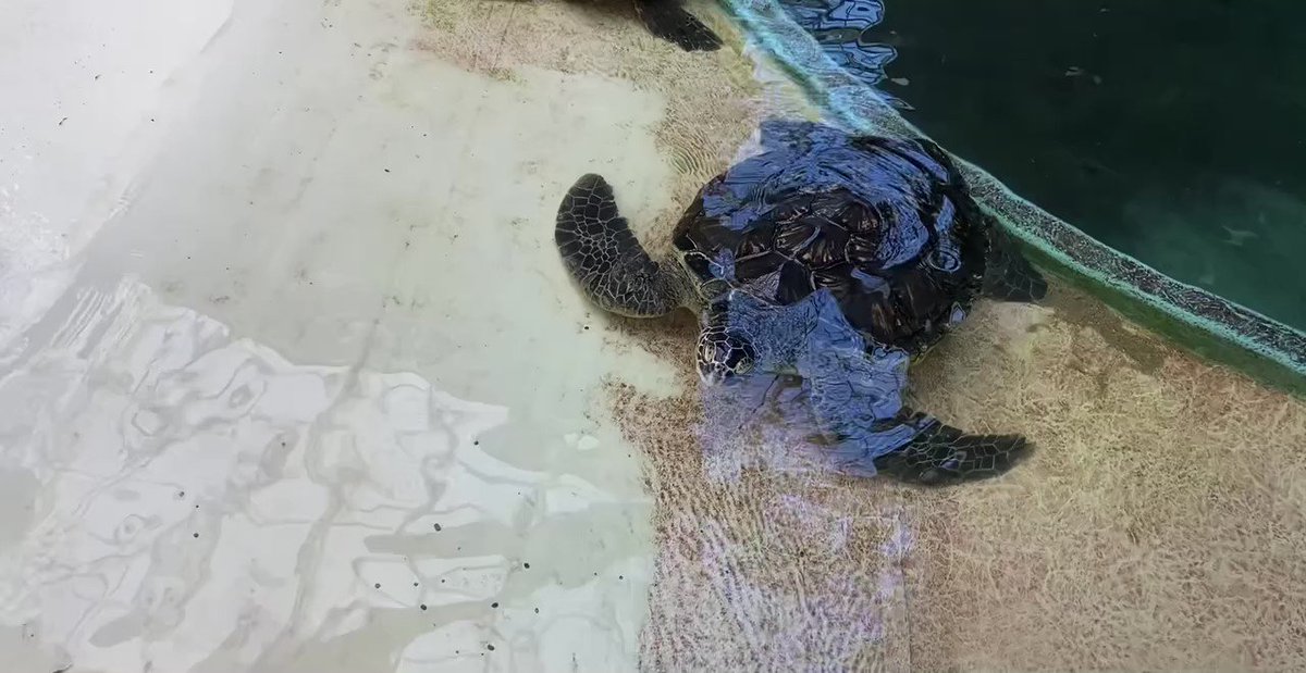 道の駅ウミガメ公園で勃発！ ウミガメ VS 飼育員。掃除が長引く理由が可愛すぎる