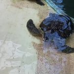 道の駅ウミガメ公園で勃発! ウミガメ VS 飼育員。掃除が長引く理由が可愛すぎる