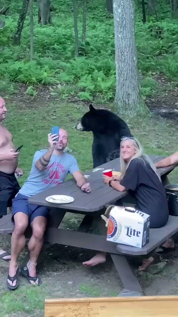 Crazy Clips on Twitter "Black bear casually joins a family picnic