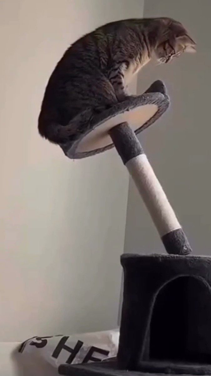 Dont show your cat on twitter down with the ship 