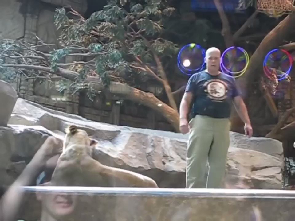 Animal Smackdown on Twitter "In a heartstopping moment, a lioness