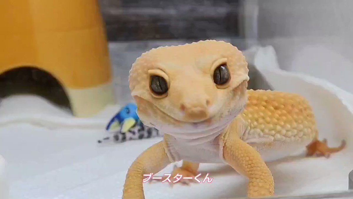 2022年最新版☆高級感溢れる まったりお昼寝爬虫類 ゲッコー トカゲ
