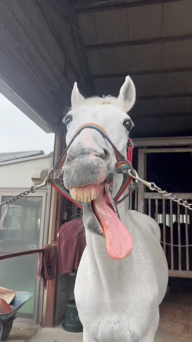 大流行中! 八王子乗馬倶楽部の乗鞍券13回分 八王子乗馬倶楽部の乗鞍券
