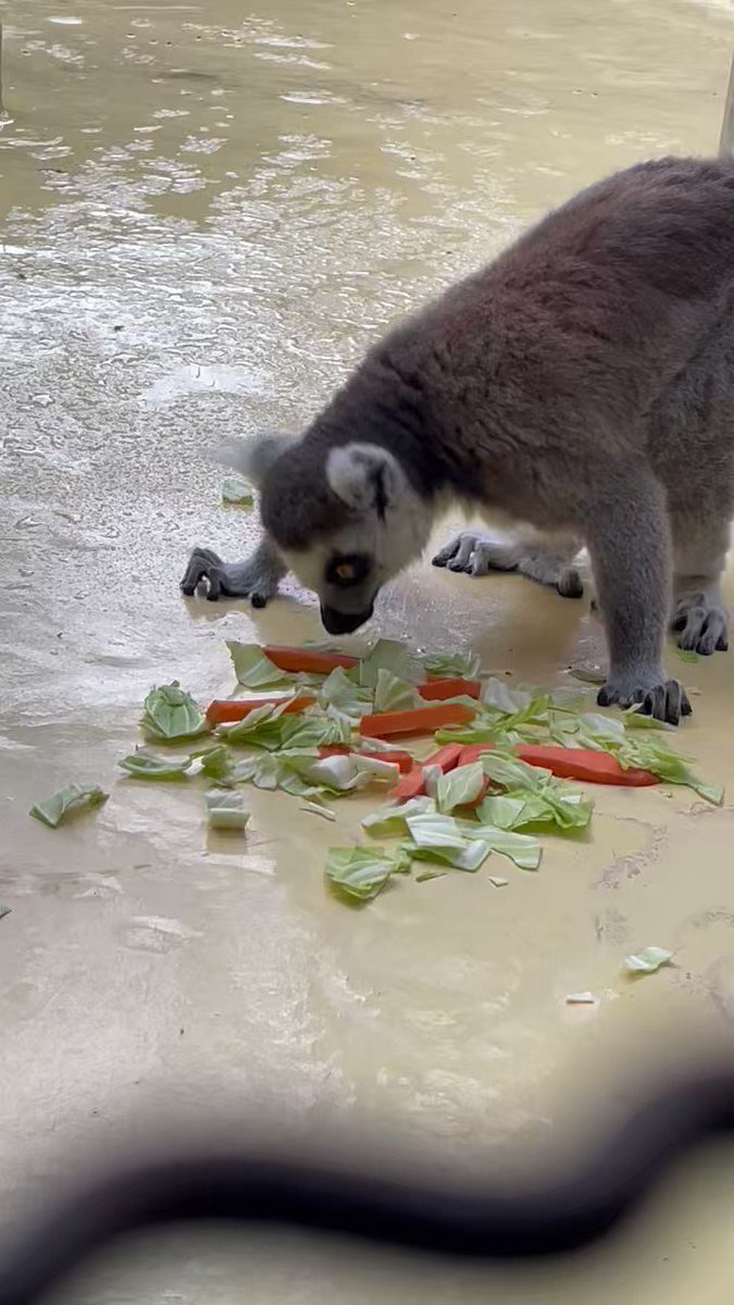 大好物のリンゴ🍎を先に全部食べてあまり好みではないニンジン🥕、キャベツ🥬を食べ始めるワオキツネザルたちワオキツネザルチェンバロ朝食本日は雨大好物は先に食べる😋