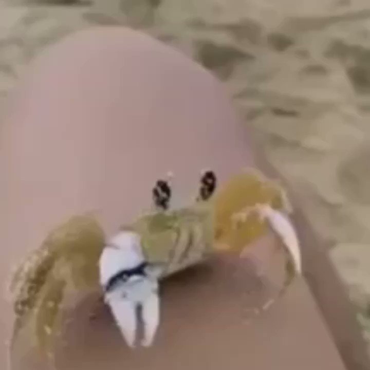 Domenico on Twitter "This crab cleaning its eyes"
