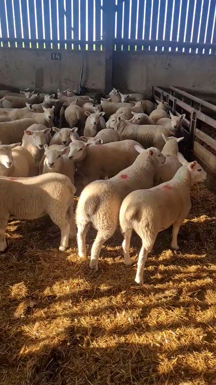 Mathew Roberts on Twitter "275 lambs ready for Woodheads12 to hit the