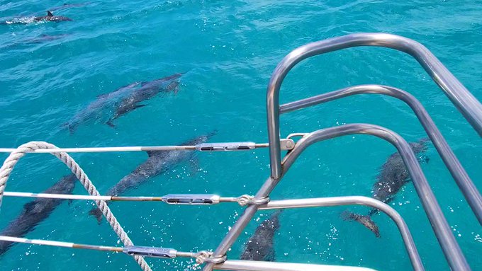 What an amazing day out on the ocean!! Had some visitors while we headed out to snorkel with giant turtles