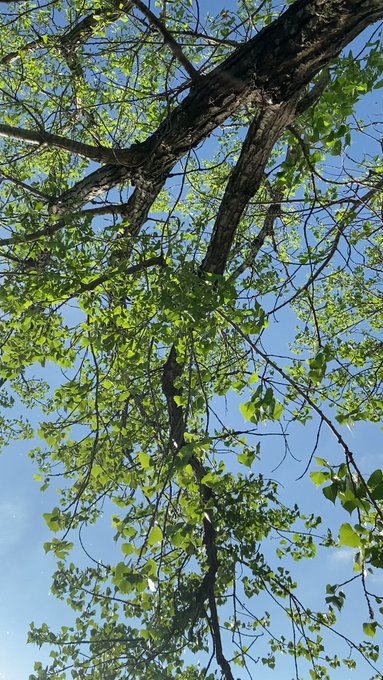 In honor of The Little Mermaid coming out... hehe https://t.co/e1JMlyN8Zq<a href="/tag/vegas"class="tags"><span>#vegas</span></a><a href="/tag/tattoo"class="tags"><span>#tattoo</span></a><a href="/tag/tattoos"class="tags"><span>#tattoos</span></a><a href="/tag/ginger"class="tags"><span>#ginger</span></a><a href="/tag/barbecue"class="tags"><span>#barbecue</span></a><a href="/tag/redheads"class="tags"><span>#redheads</span></a>