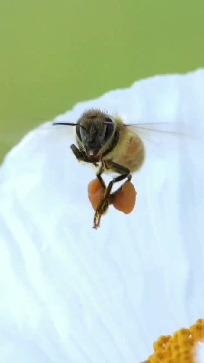 Zoë Watson on Twitter "RT Rainmaker1973 Female honey bees' hind legs