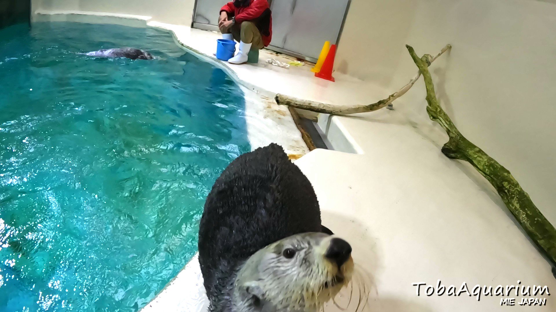 鳥羽水族館 TOBA AQUARIUMコレクションカード ラッコ キラ 鳥羽水族館 TOBA AQUARIUMコレクションカード ラッコ キラ