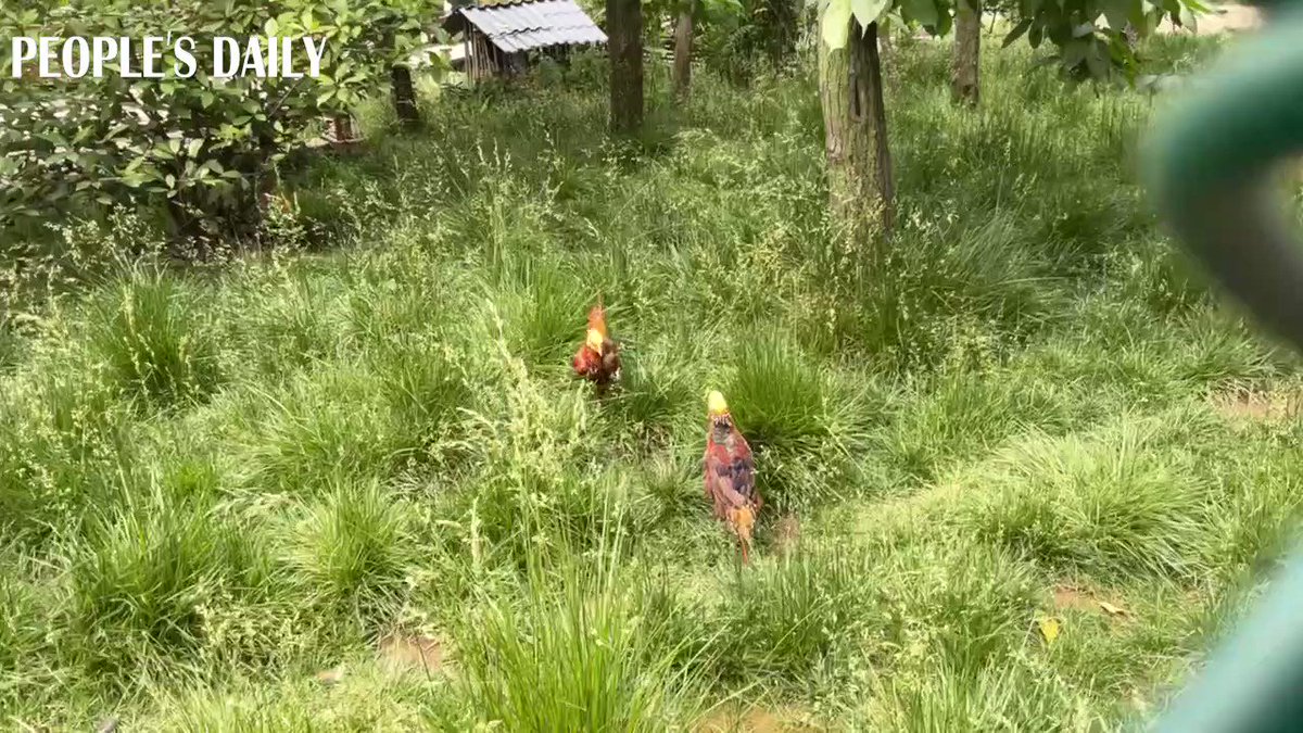 People's Daily, China on Twitter: "Two male golden pheasants at the