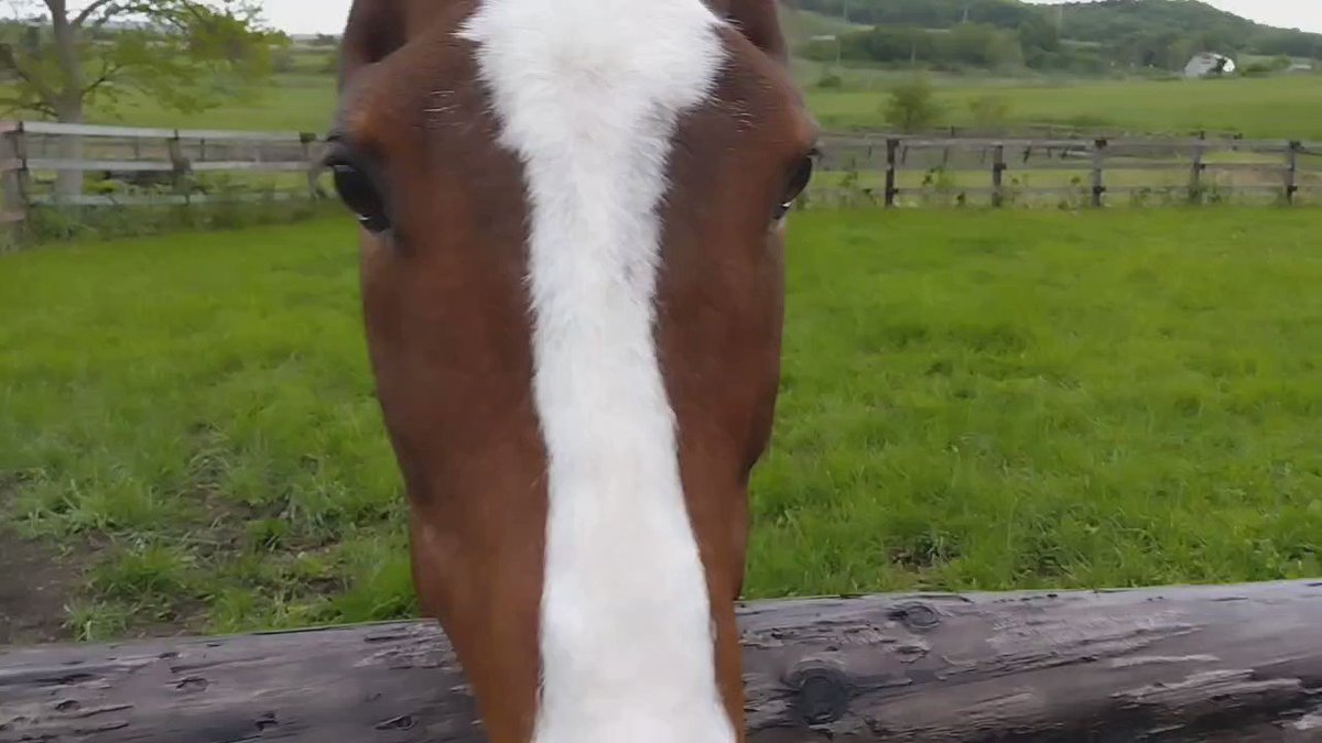 牧場ウマウマ 2023年 - ミネベアミツミ