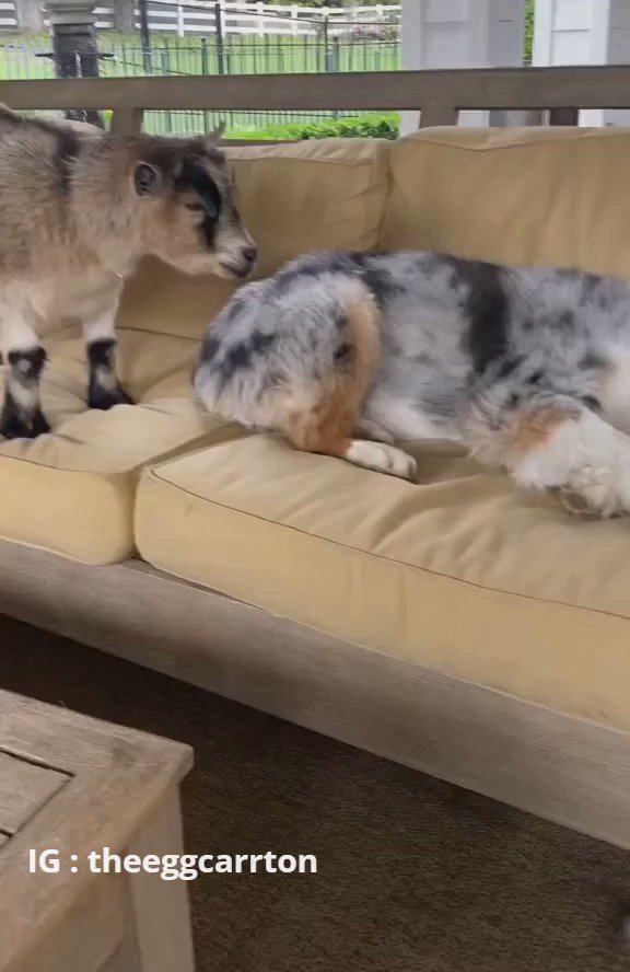345 遊びたいヤギと犬
