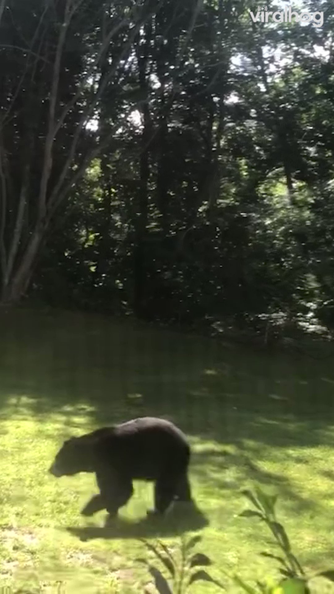 ViralHog on Twitter "Black bear scared off by giant bipedal grizzly