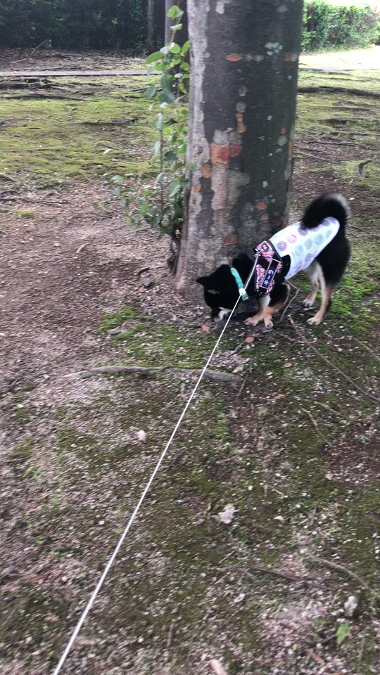 豆柴Rページ Amazon.com: NGK Resistor Sparkplug CR9E for Kawasaki Ninja ZX-6R