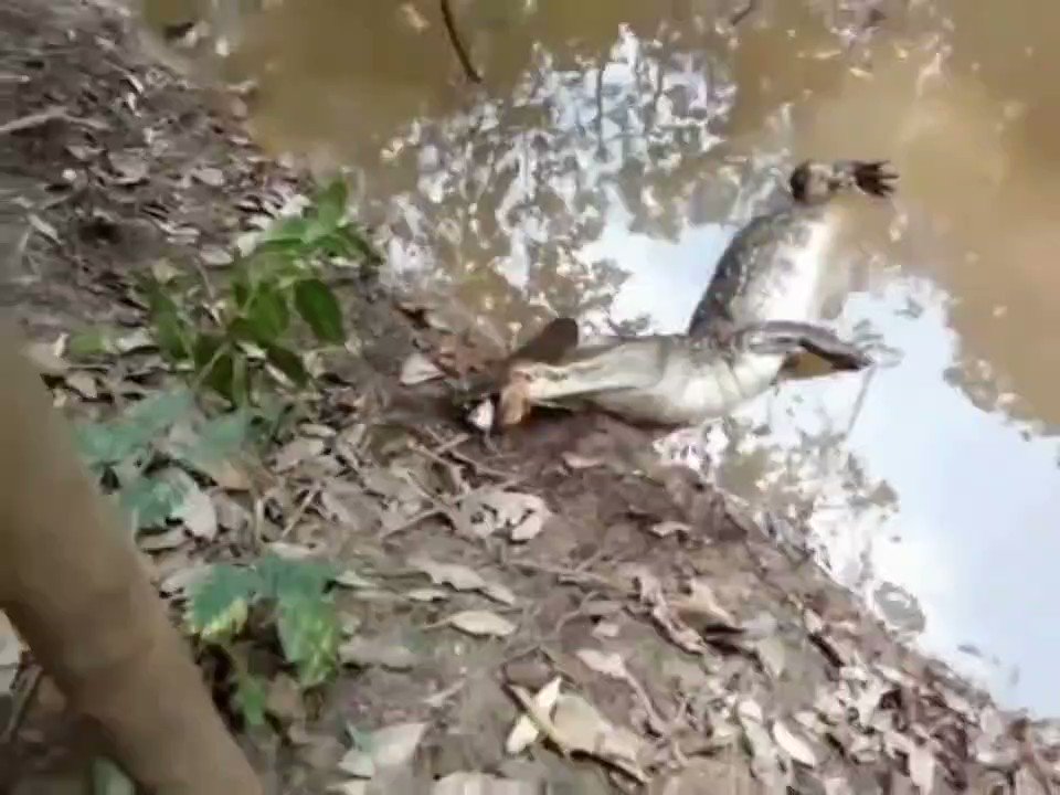 Dr.No (Reformed) on Twitter: "Electric eels kills and alligator. Nature