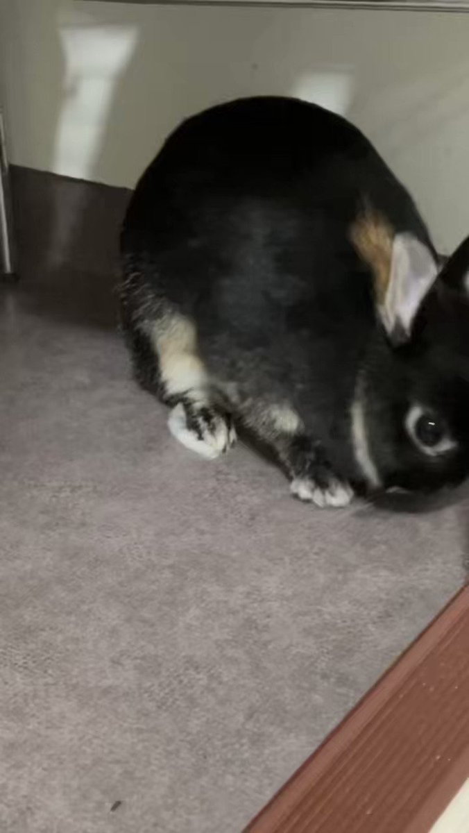 日本製 2ウェイ No.1408 お座り猫 ジャンピング猫 チャーム - 通販