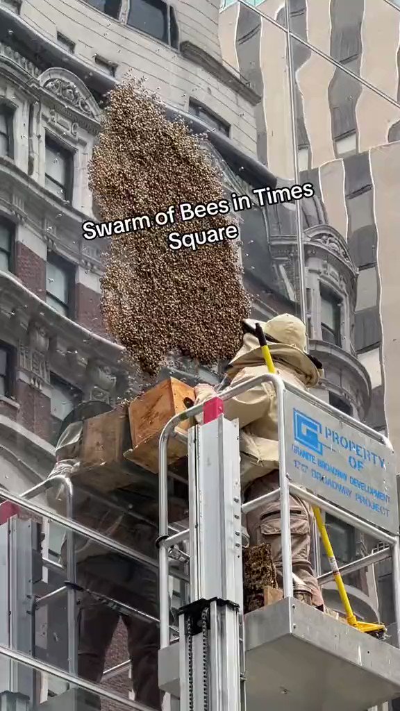 Massimo on Twitter "A huge swarm of bees in NYC on June 9, 2023