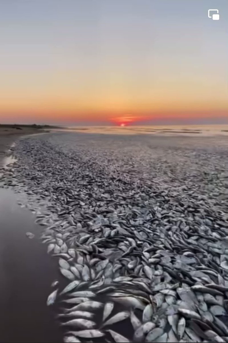 Thousands of Dead Fish Mysteriously Show Up On Texas Coast  JPCM2BASvtjZuqE3