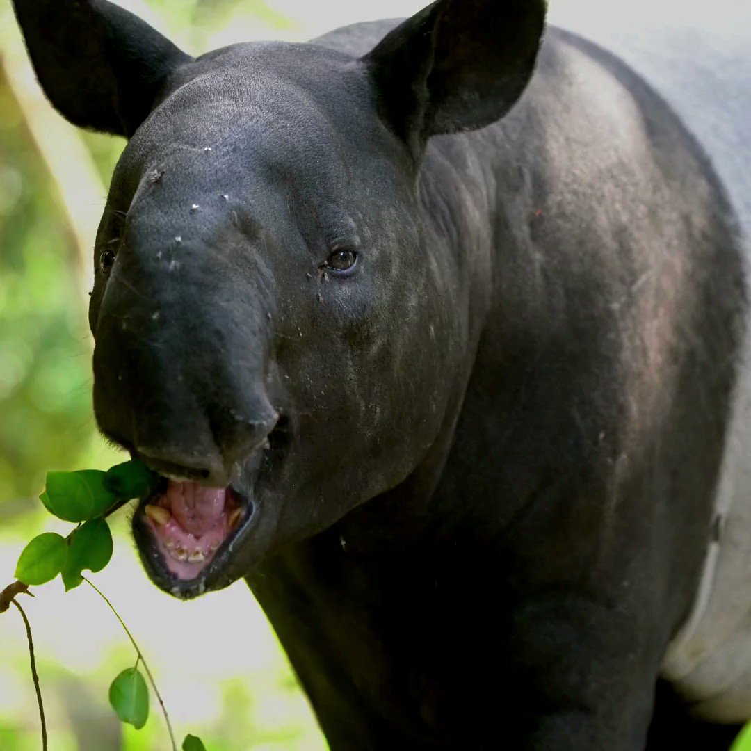 @palmoildetectives@mastodonapp.uk - over there too on Twitter: "Malay