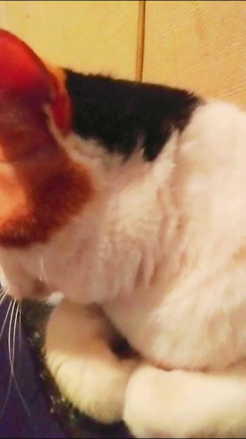ミケ猫ページ ぬいぐるみ 猫 ミケ 三毛猫 ポージング SM174 1438 100+1 PET