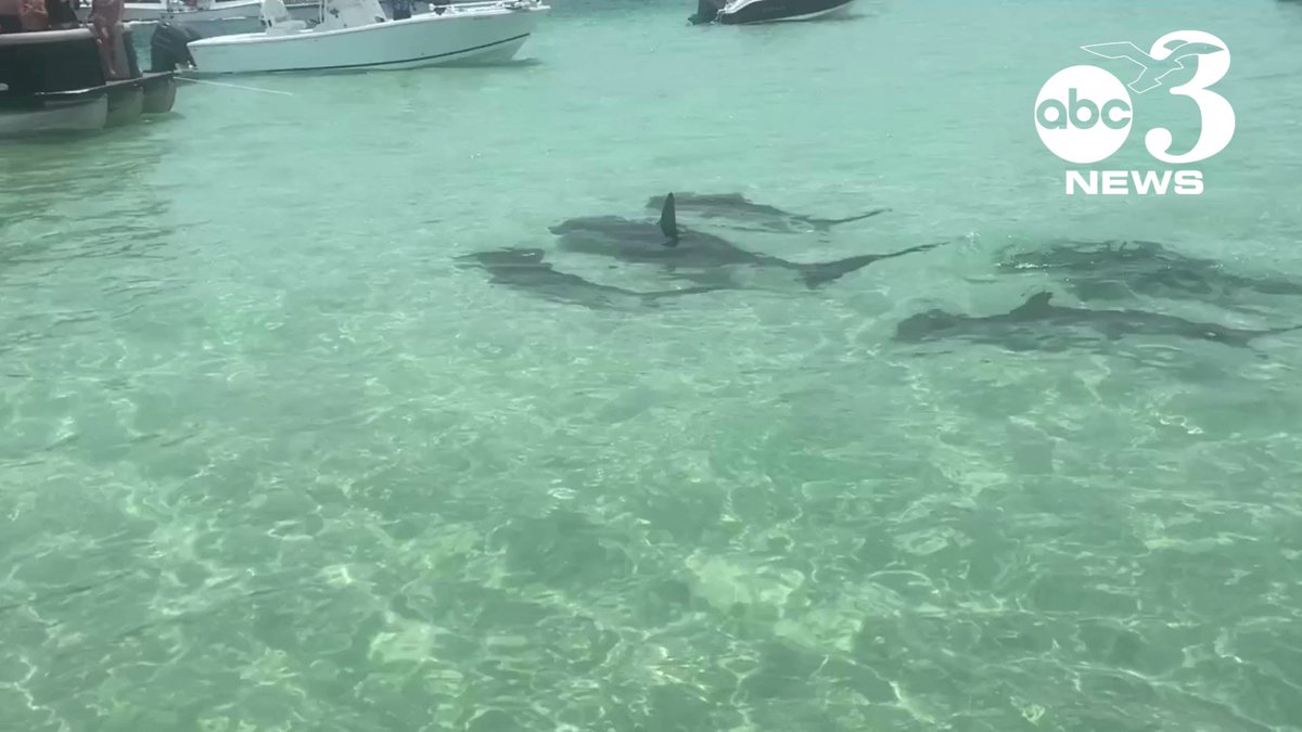Ashley Ruiz on Twitter: "RT @weartv: HOW COOL 👀😄🦈 A bunch of boaters